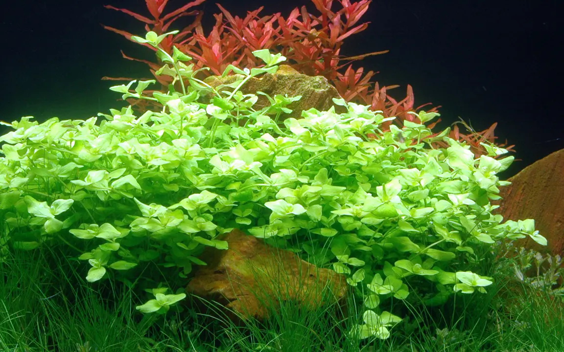 澳洲虎耳细节图 3