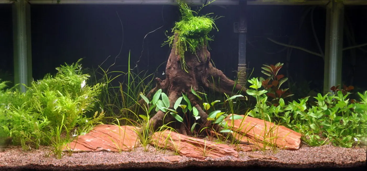 造景 17造景图片 2