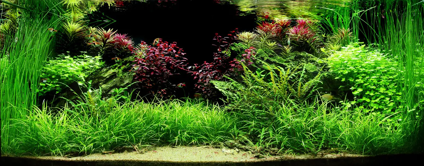 造景 82