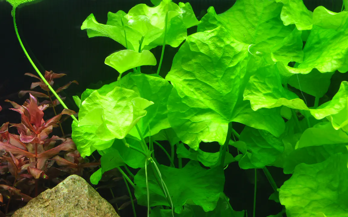 台湾水莲细节图 3