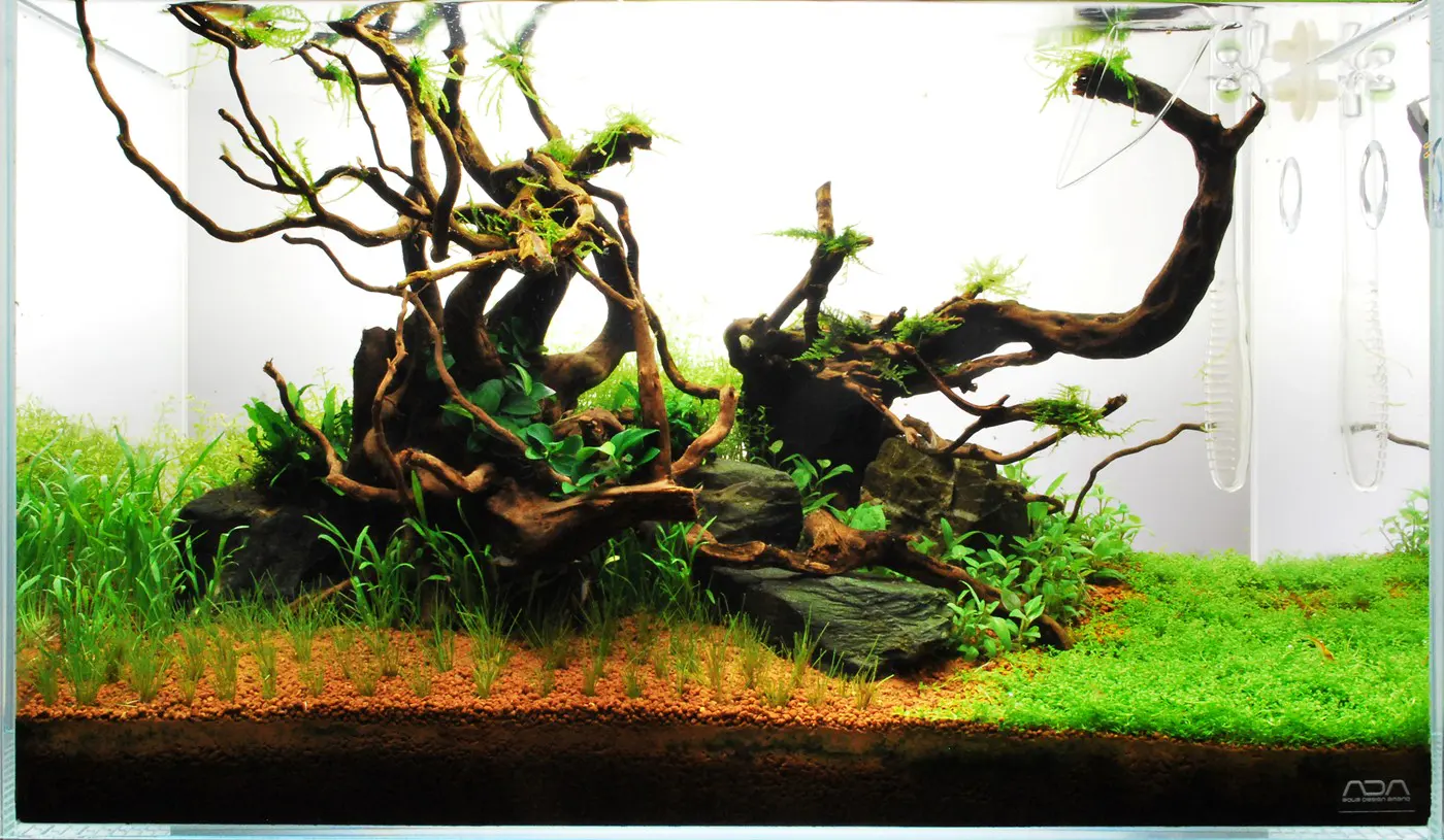 造景 71造景图片 3