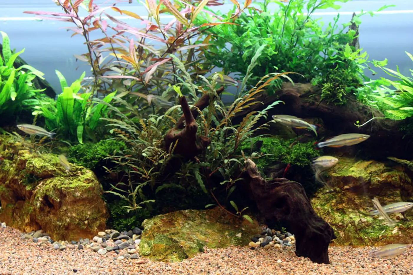 造景 7造景图片 9