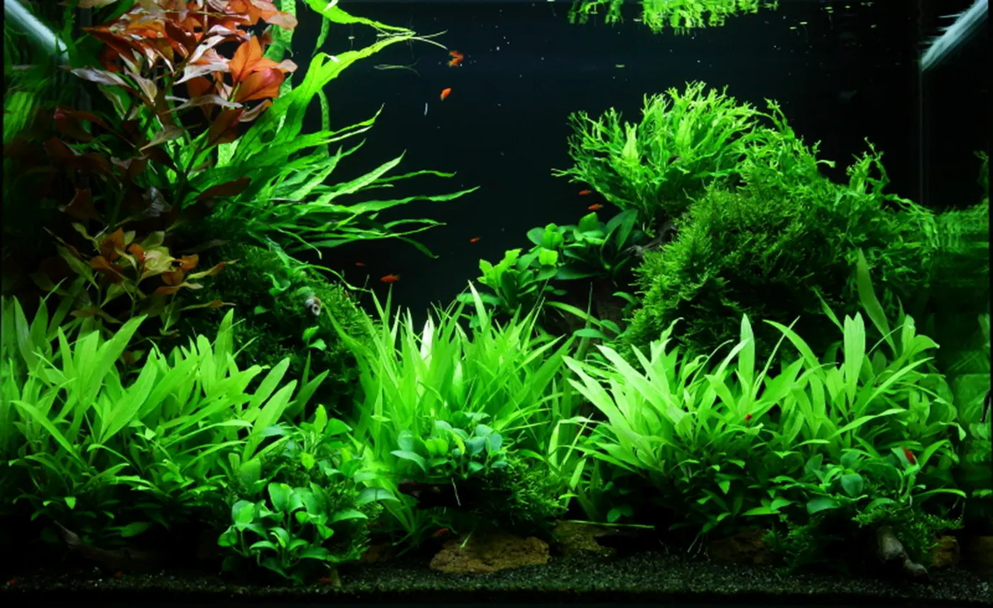 造景 47造景图片 10
