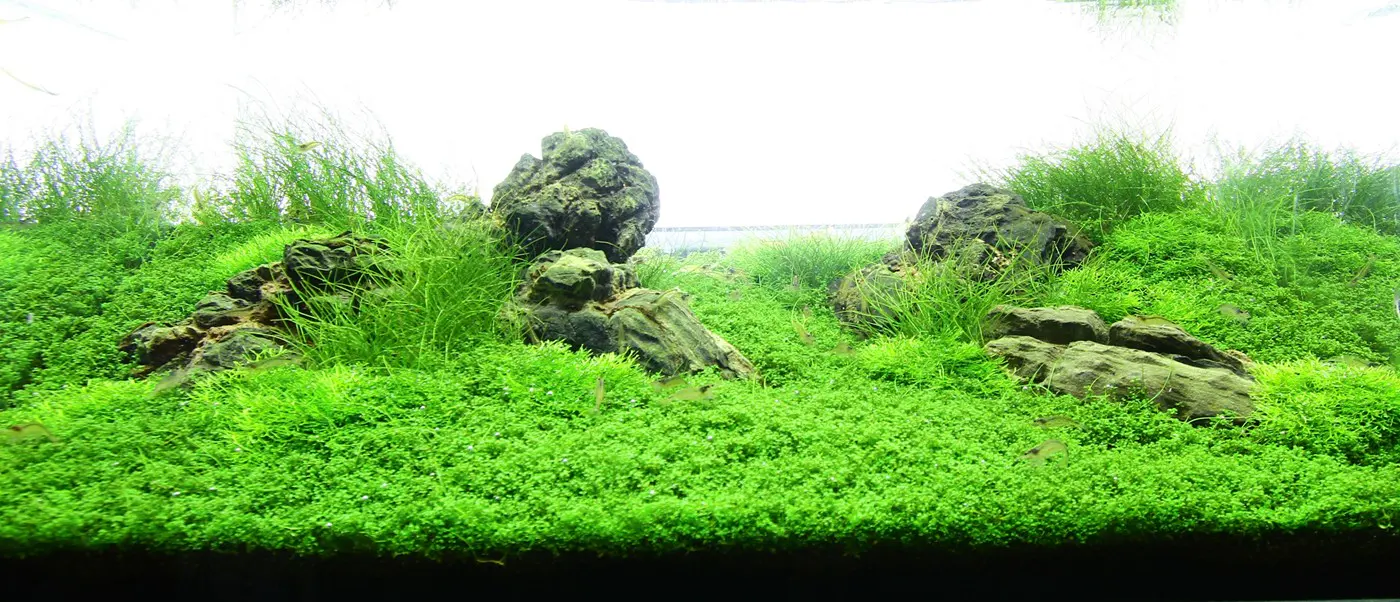 造景 72造景图片 2