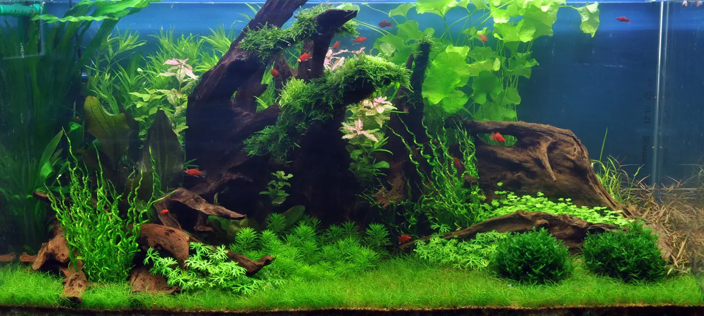 造景 35