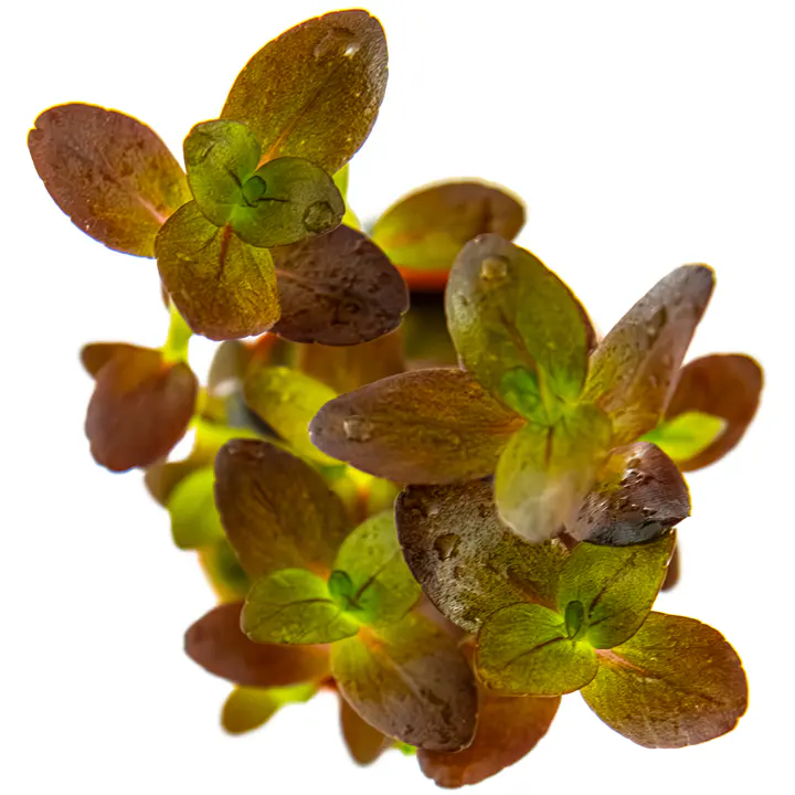 紫虎耳细节图 2