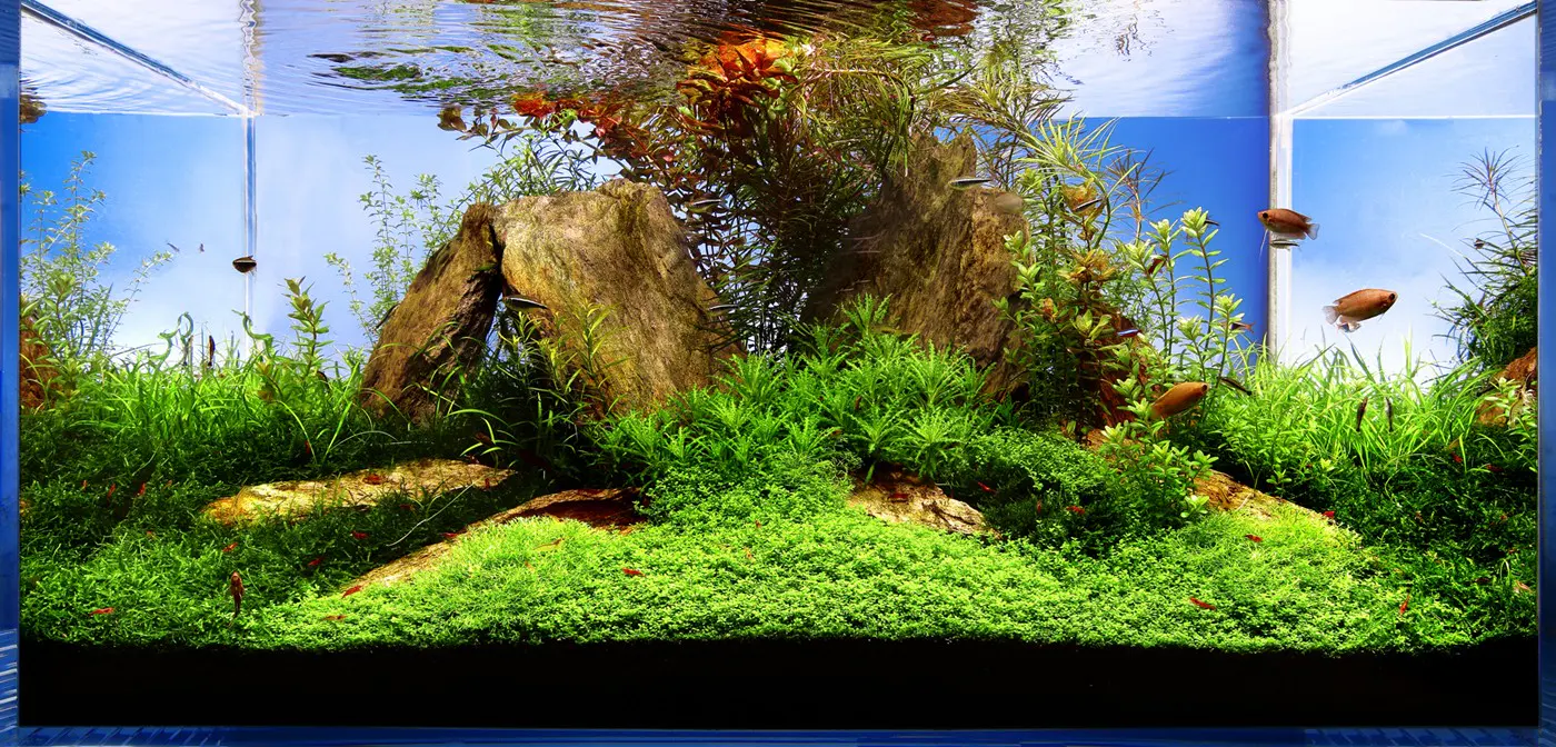 造景 44