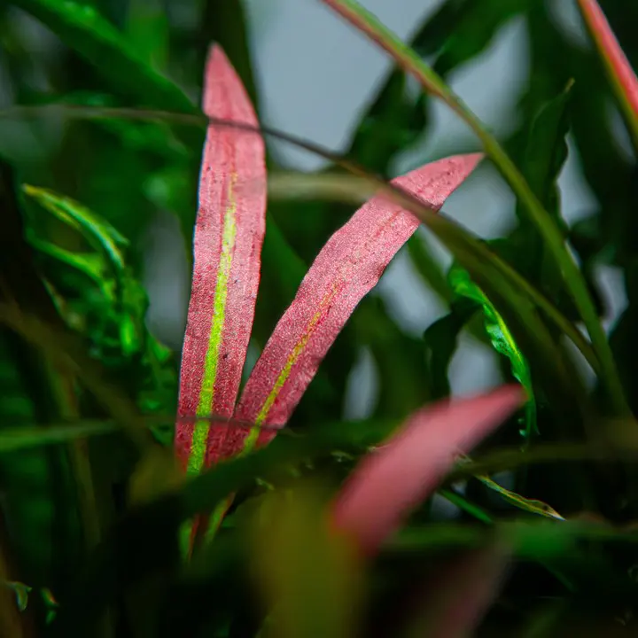 红螺旋椒草细节图 3