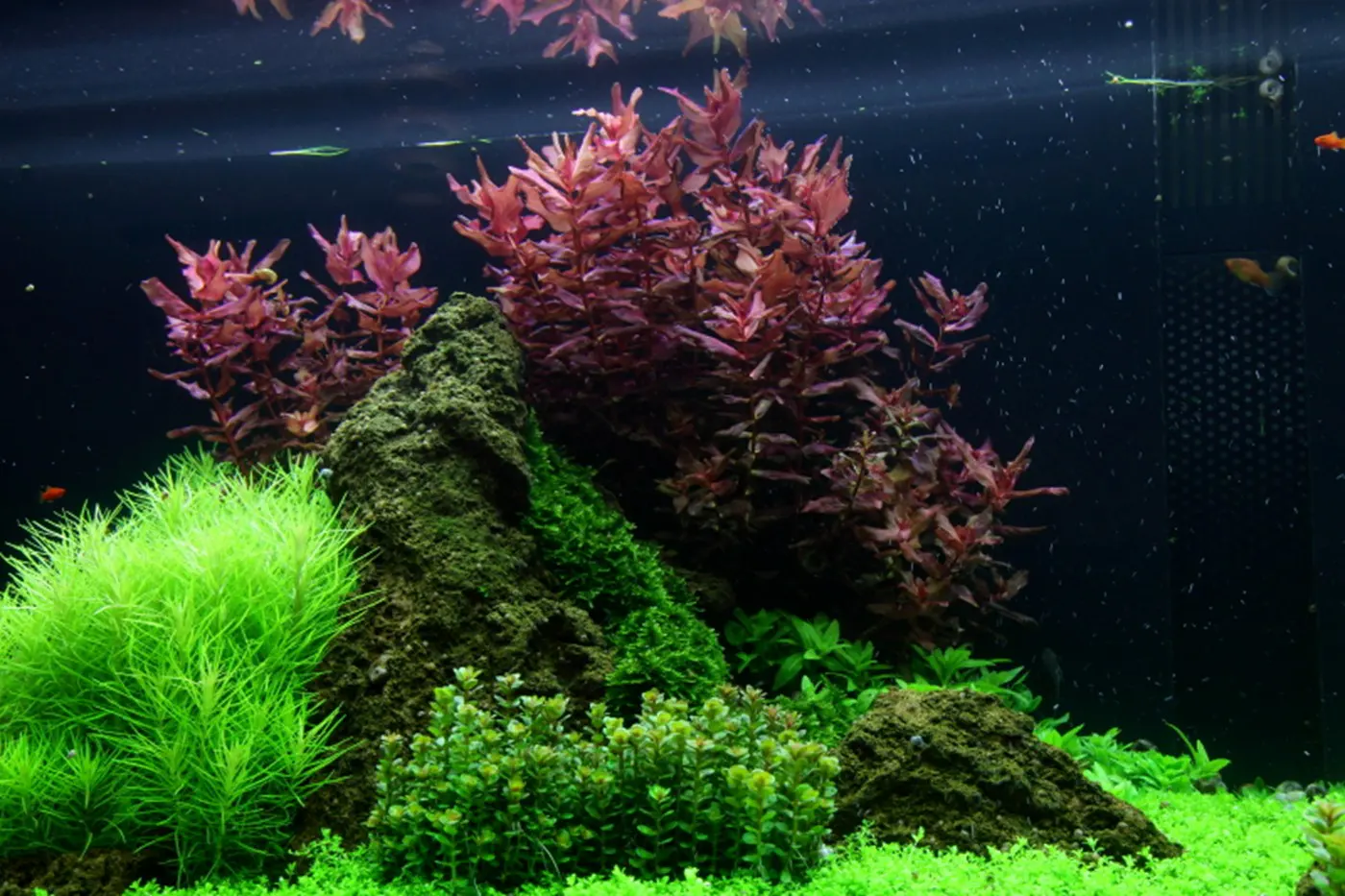 造景 53造景图片 9