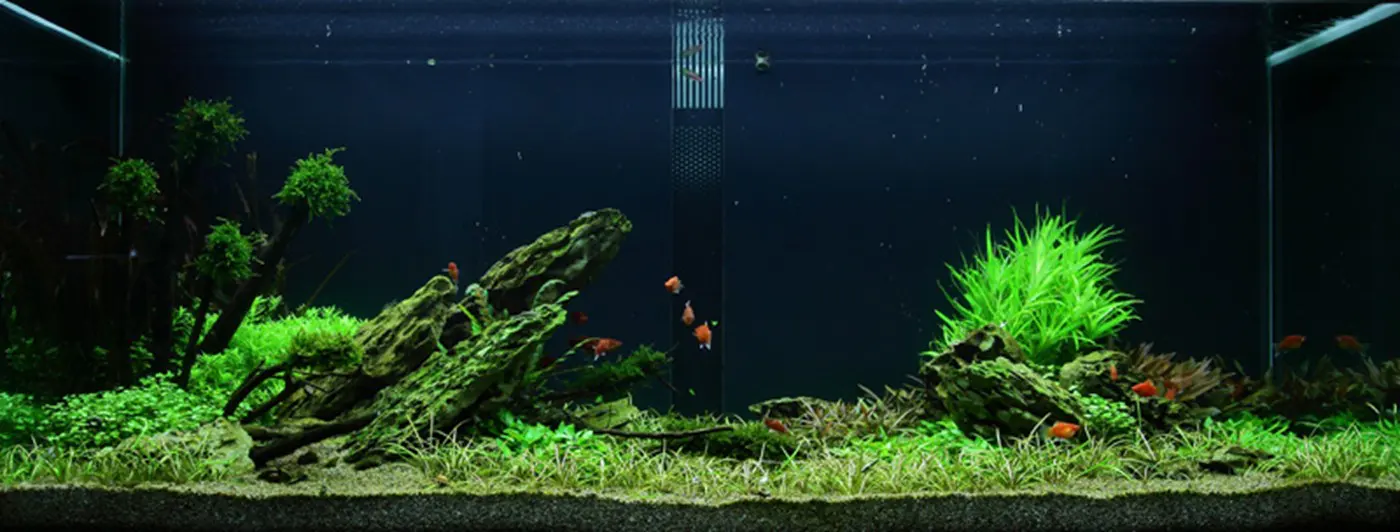造景 50造景图片 3