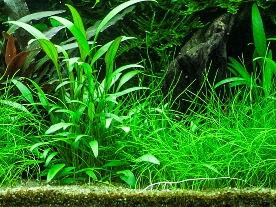 威利斯椒草细节图 4