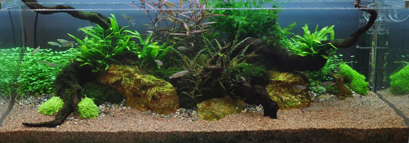 造景 7