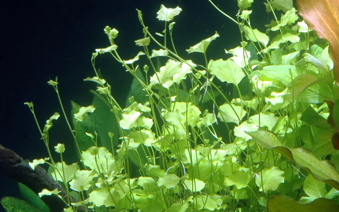 苹果草细节图 3