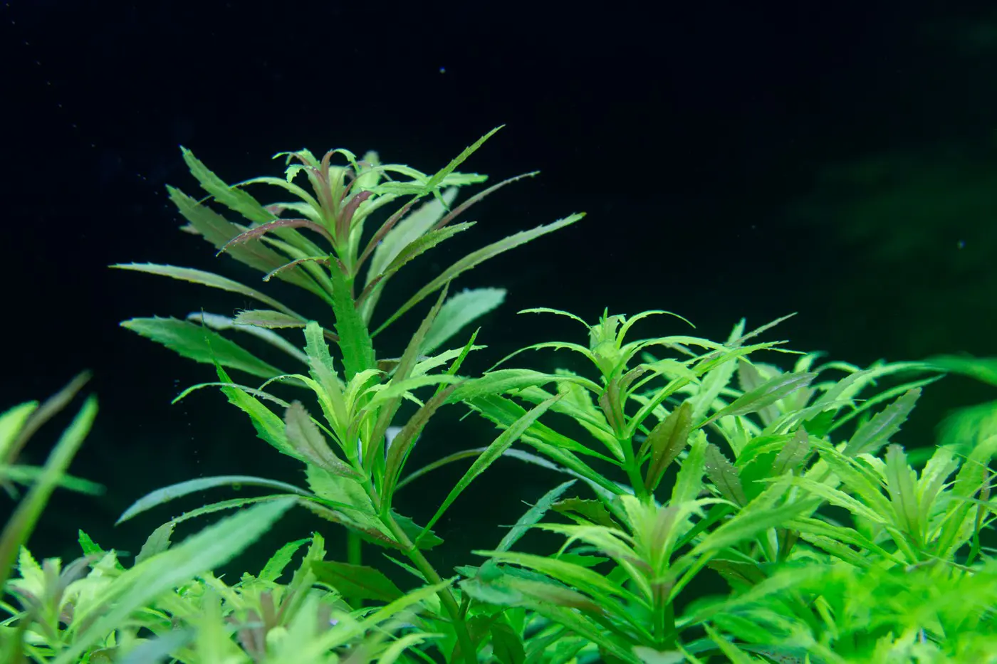 造景 105造景图片 24