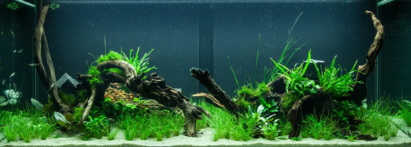 造景 95造景图片 4