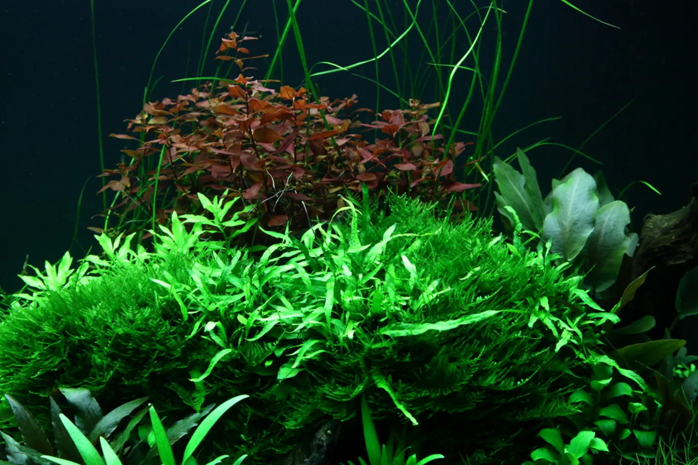 造景 95造景图片 15