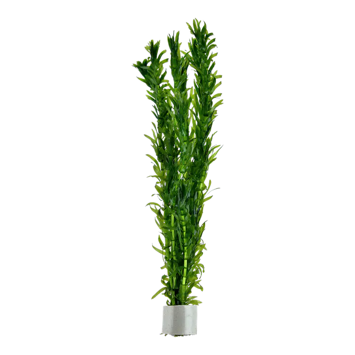 水蕴草细节图 1