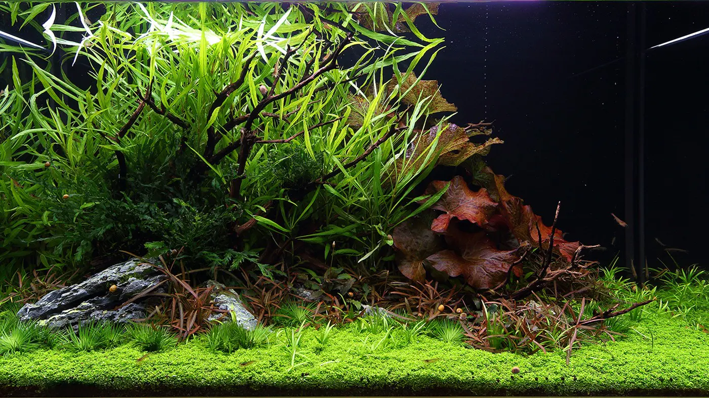 造景 110