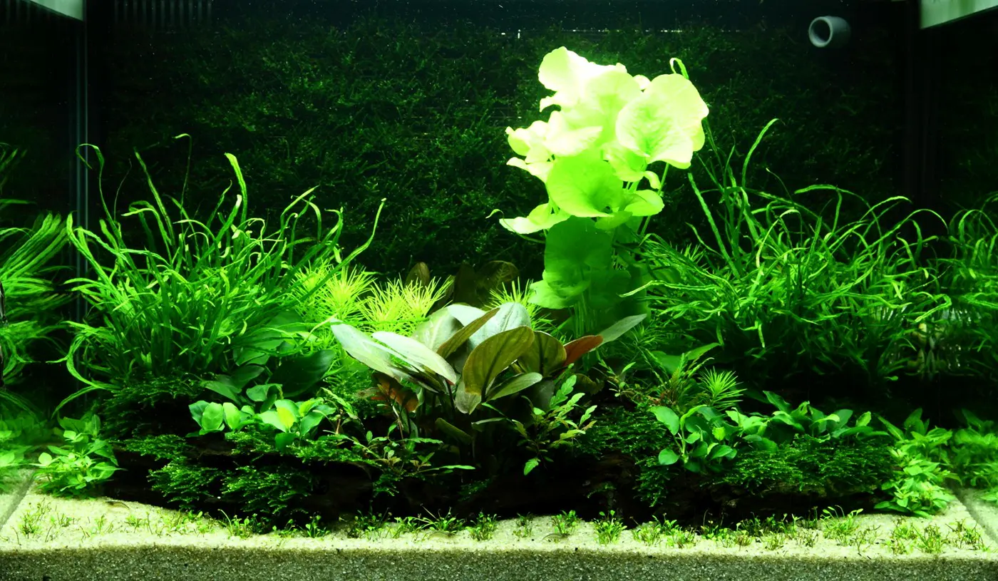 造景 98造景图片 4