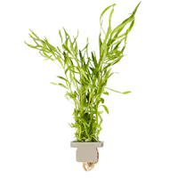 四叶刺蕊草