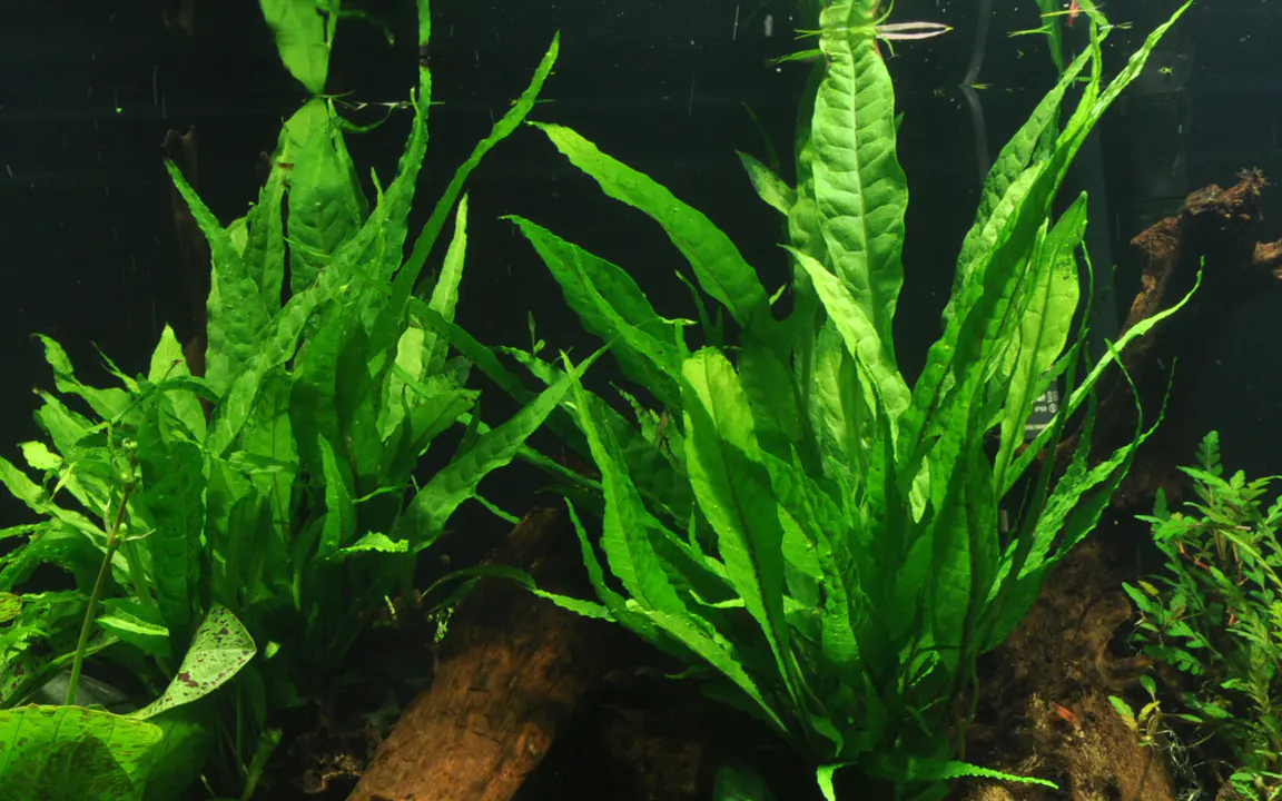 铁皇冠细节图 2