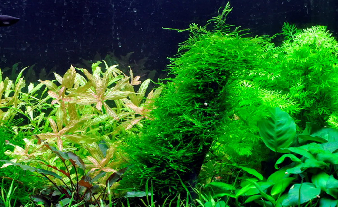 造景 2造景图片 8