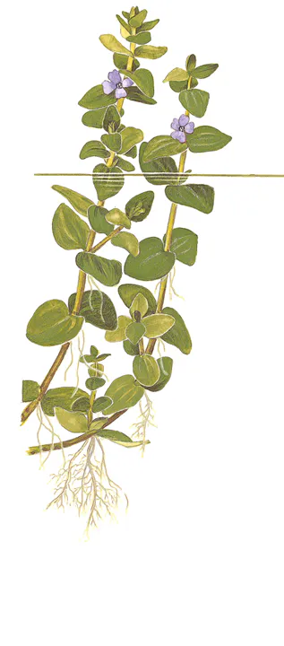 虎耳草