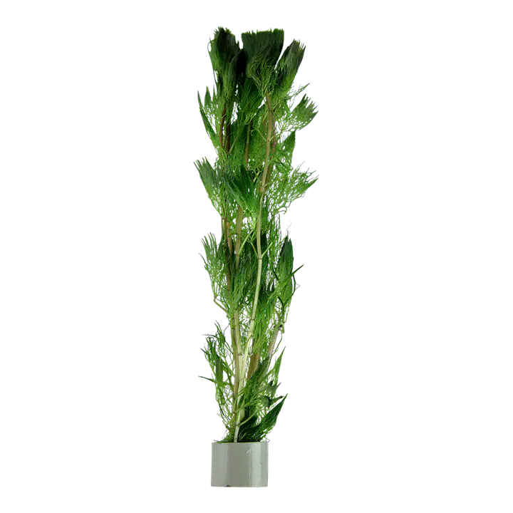 黄花穗莼细节图 1