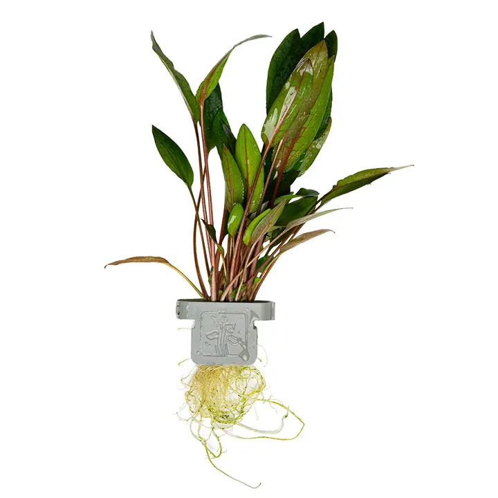 贝克椒草