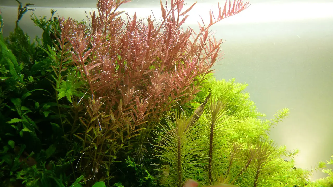 红宫廷细节图 3