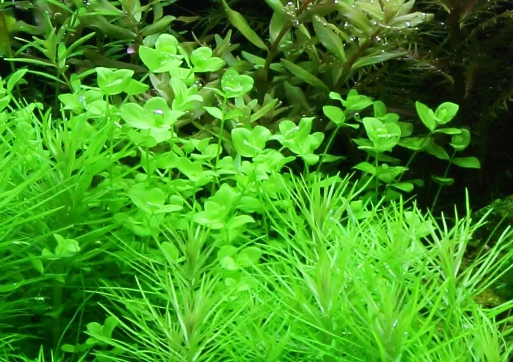 大珍珠草细节图 4
