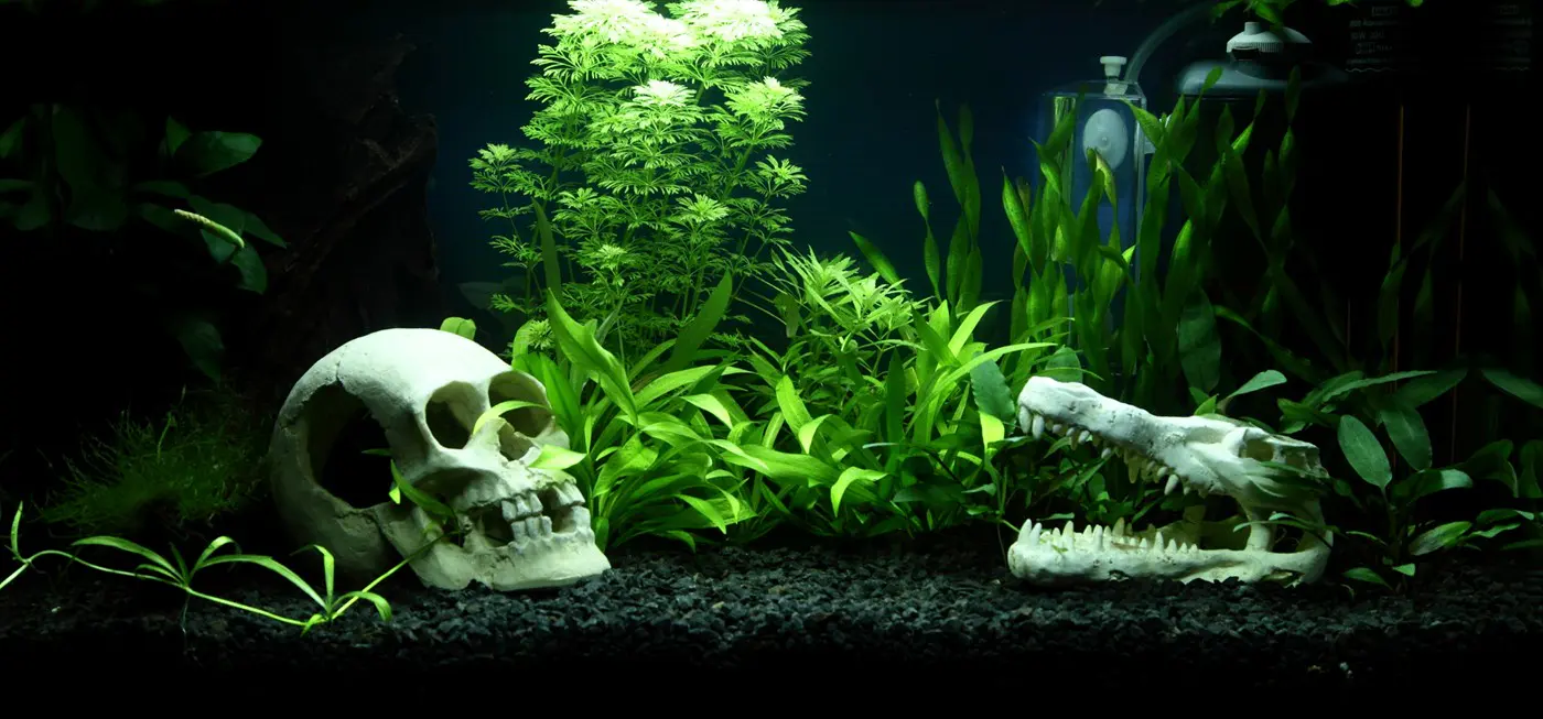 造景 90造景图片 4