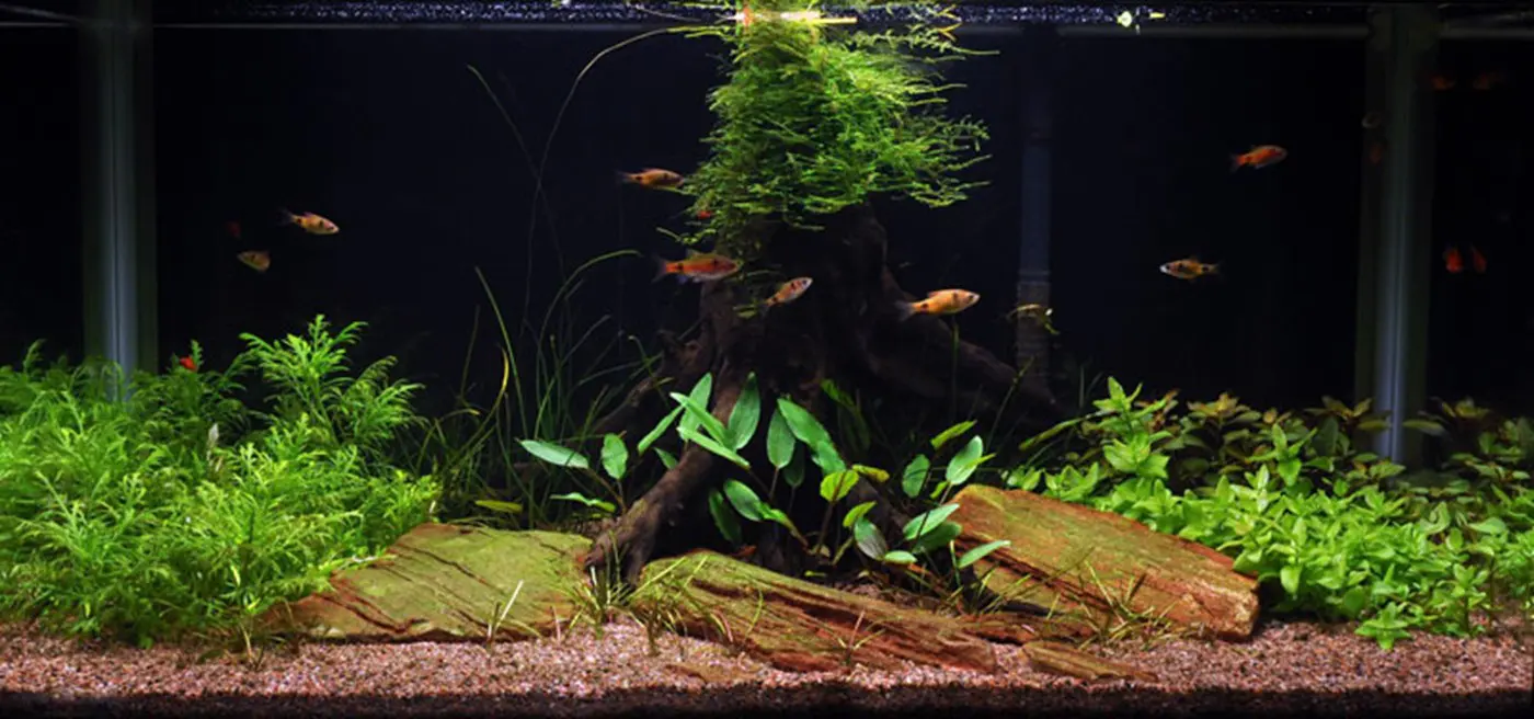 造景 17造景图片 3