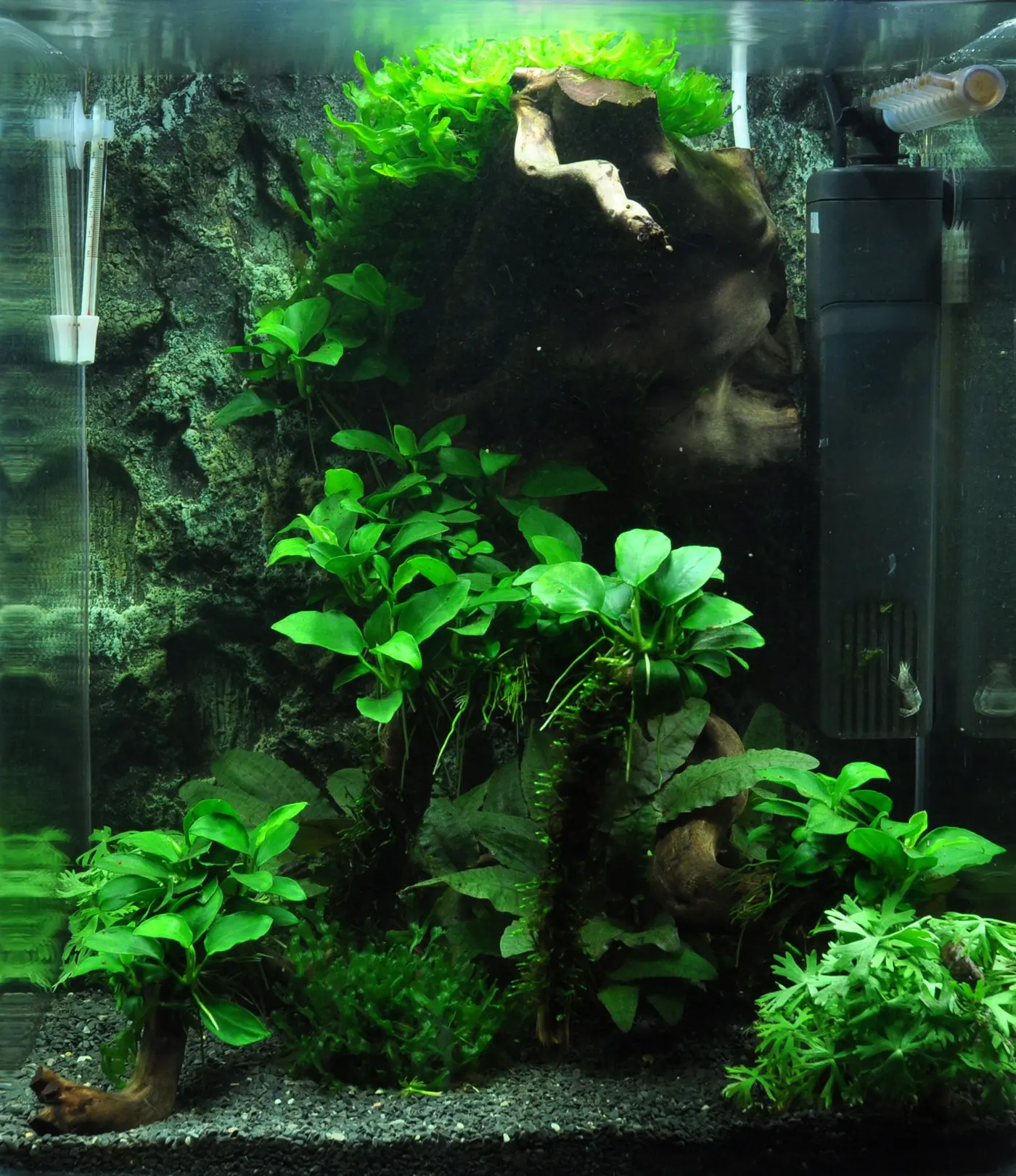 造景 39
