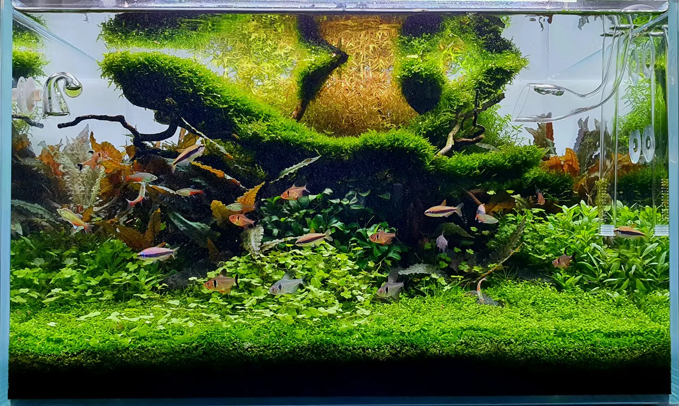 造景 122：Jungle Tyne
