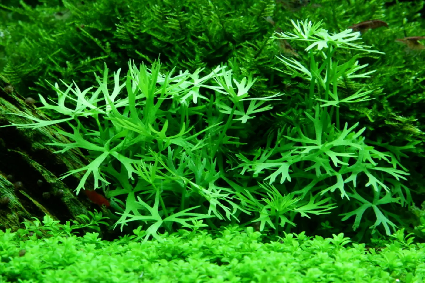 造景 52造景图片 7