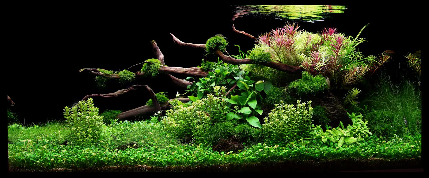 造景 78造景图片 4