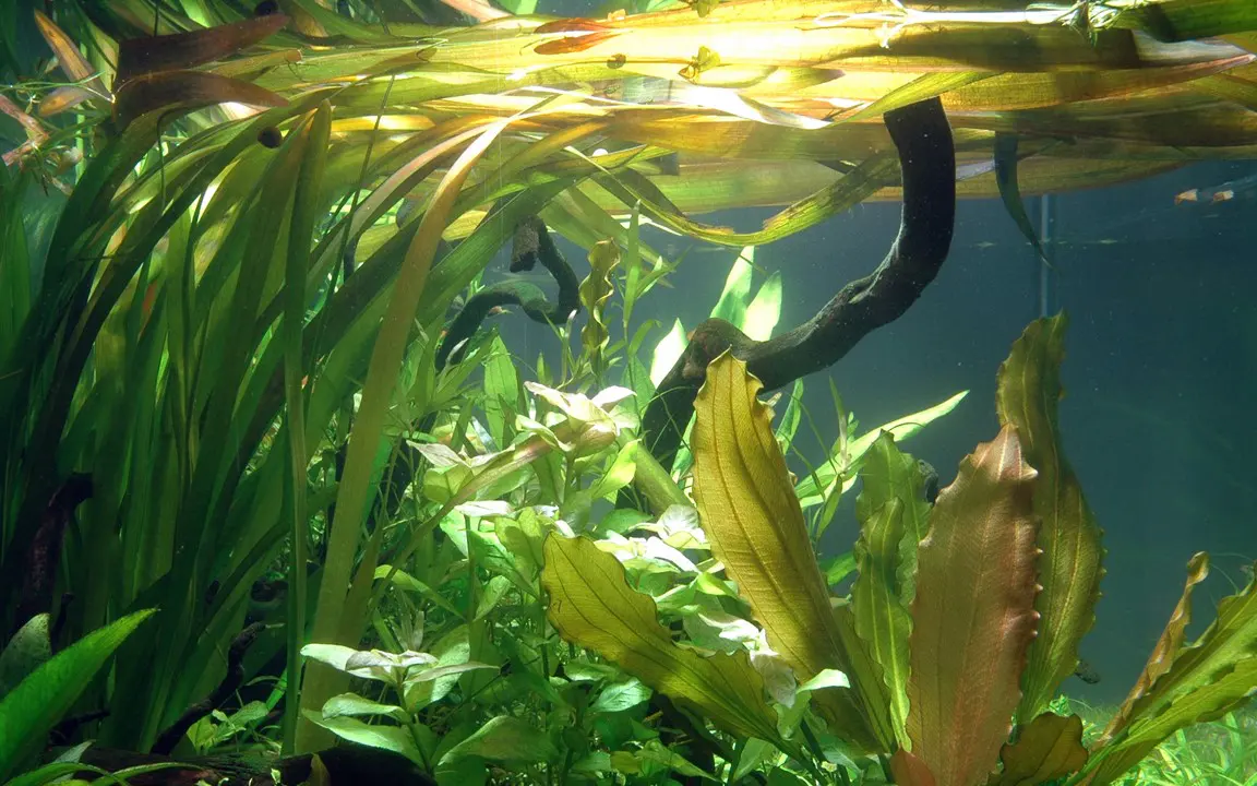 大水兰细节图 3