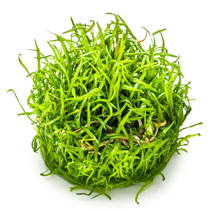 南美尖叶草皮细节图 3