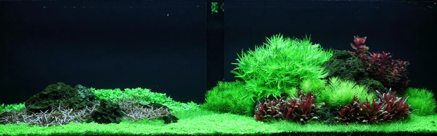 造景 94造景图片 5