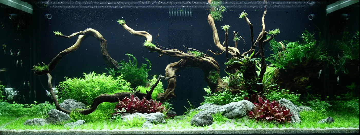 造景 96造景图片 3