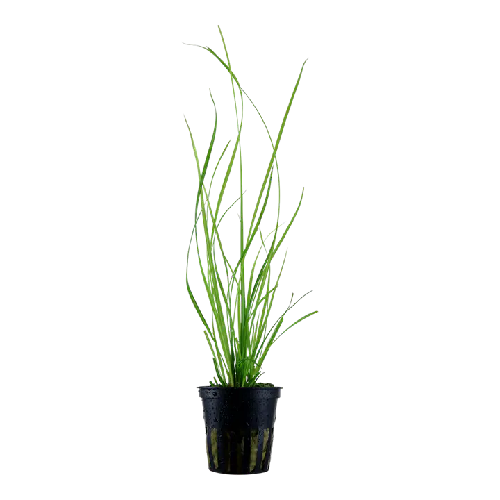 喷泉莎草细节图 1