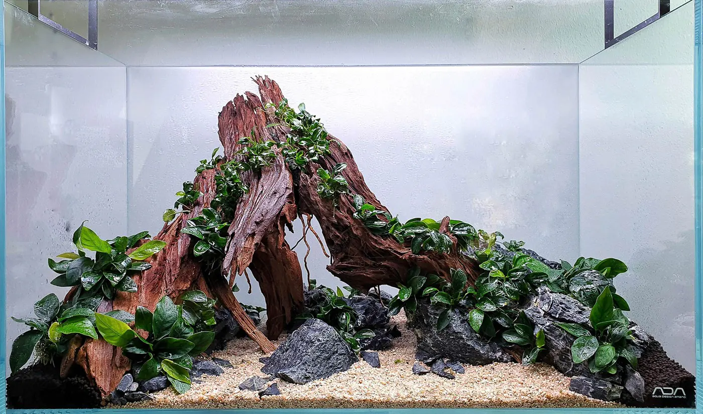 造景 124:Ndokulandela造景图片 3