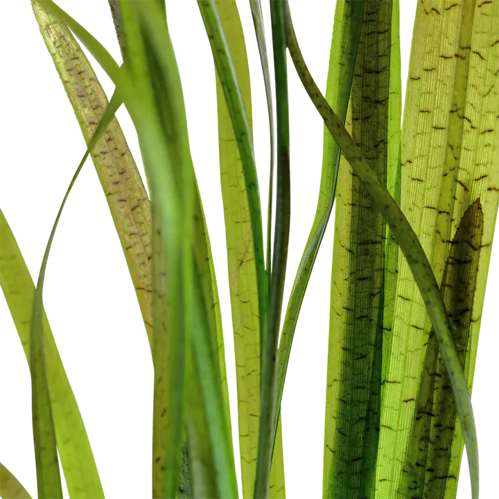 虎纹水兰细节图 2