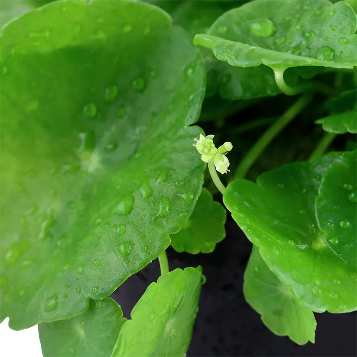 铜钱草细节图 3