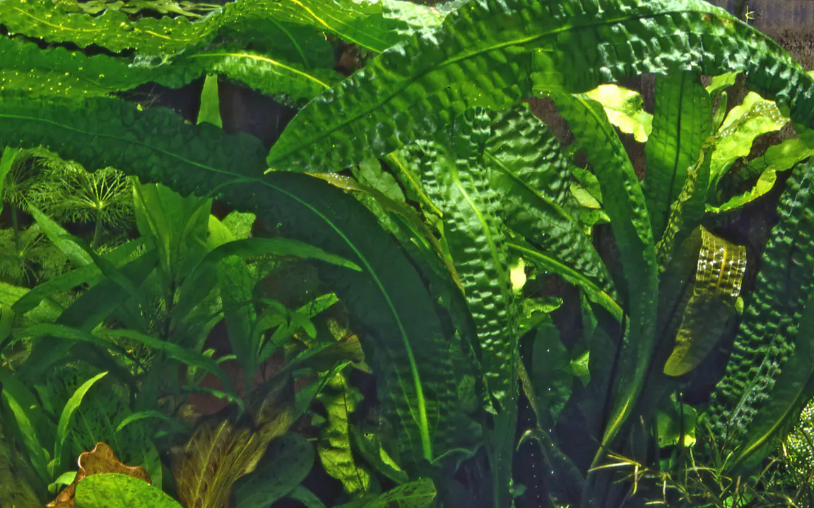 气泡草细节图 3