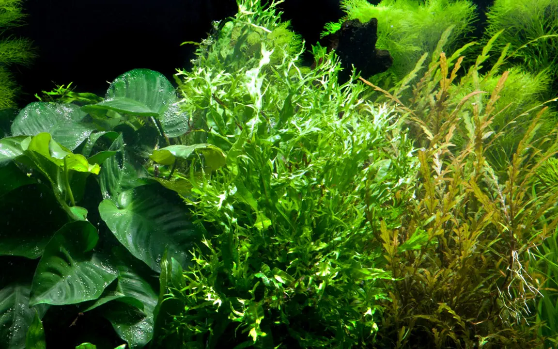 鹿角铁皇冠细节图 4