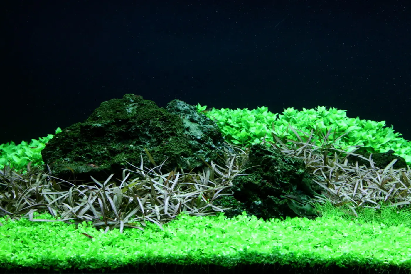 造景 94造景图片 10