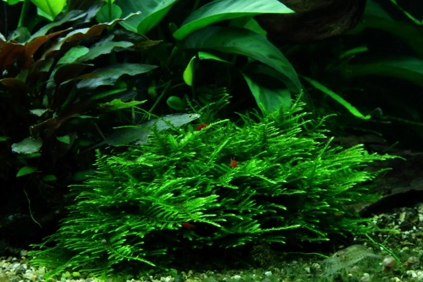 造景 48造景图片 13