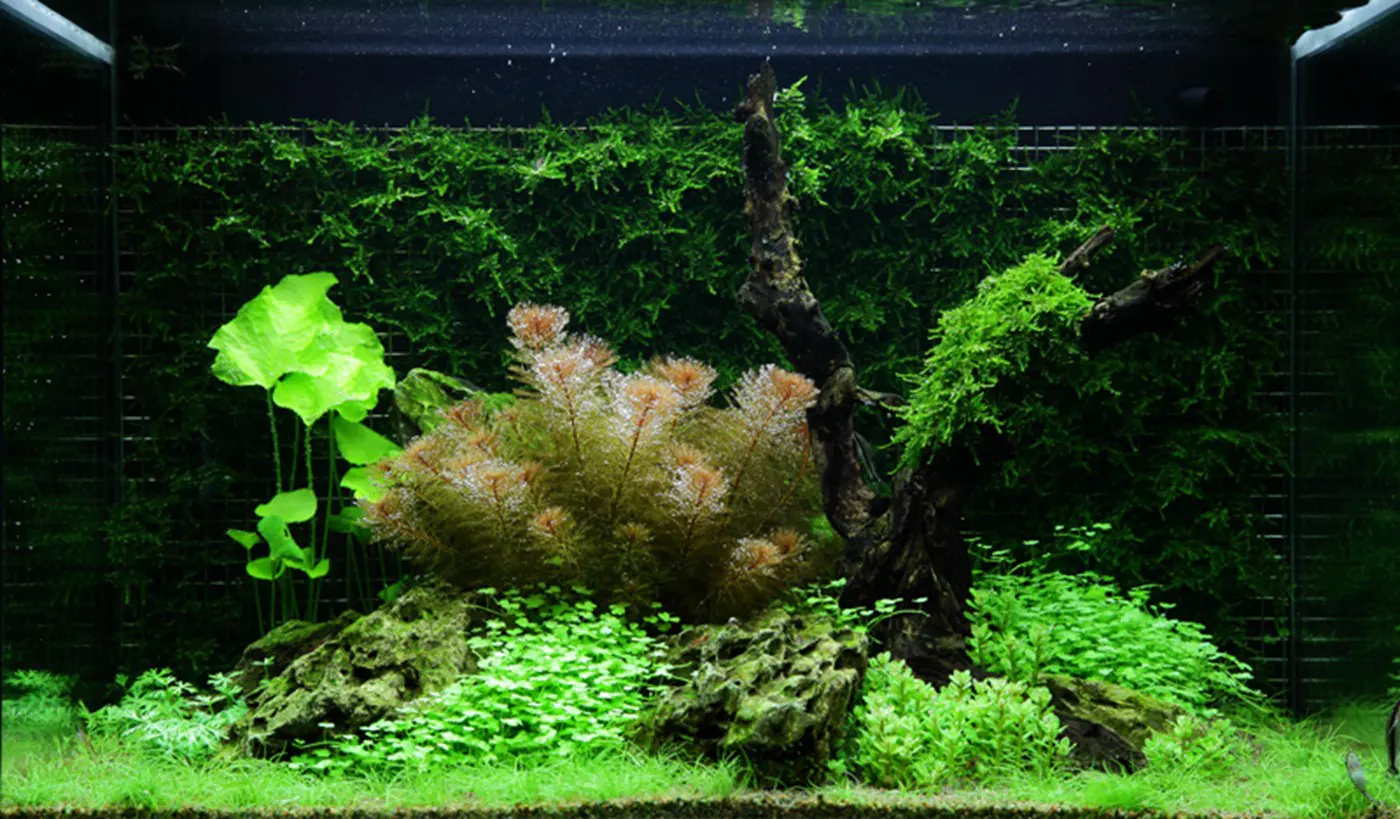 造景 64造景图片 4